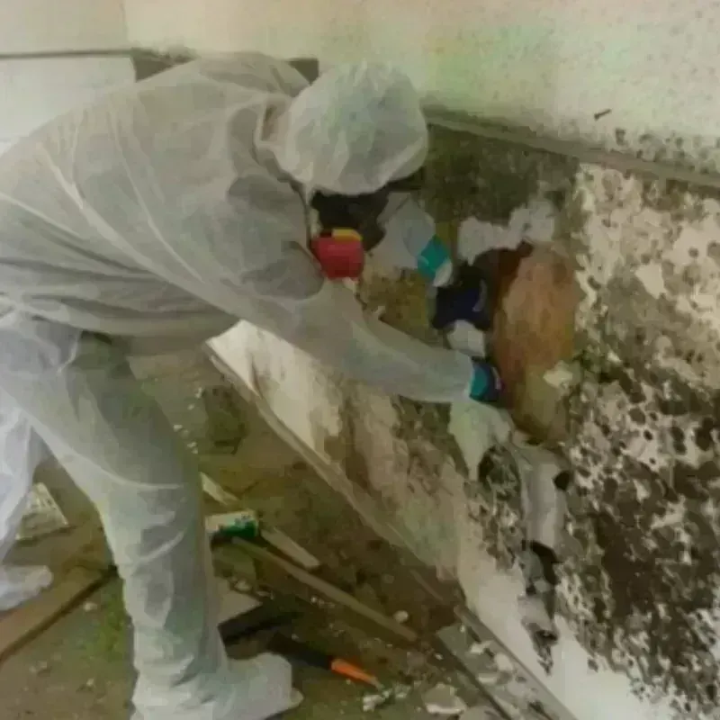 Mold Remediation and Removal in Caseyville, IL